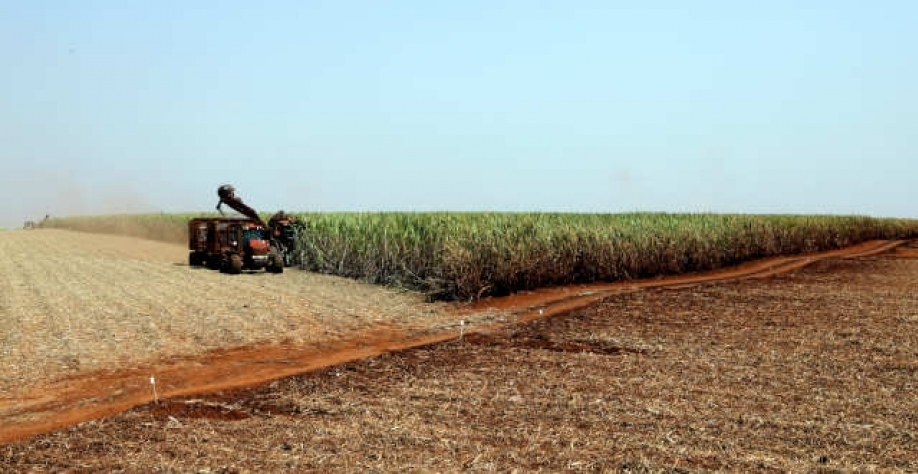 Mix da cana de açúcar estão sem sustentação com a derrocada do petróleo (Imagem: REUTERS/Paulo Whitaker)