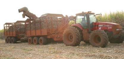 Os segredos da São Martinho para produzir mais açúcar