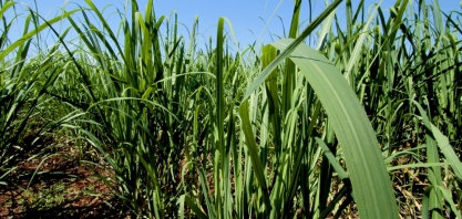FMC leva conhecimento sobre manejo da cana em ação de palestras online