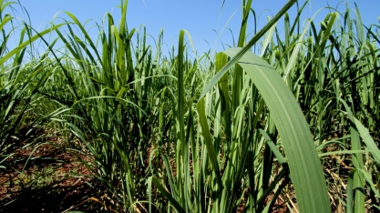 FMC leva conhecimento sobre manejo da cana em ação de palestras online