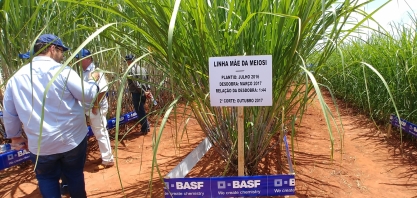 Plantar muda pré-brotada (MPB) em julho e agosto gera maior taxa de multiplicação