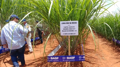 Plantar muda pré-brotada (MPB) em julho e agosto gera maior taxa de multiplicação