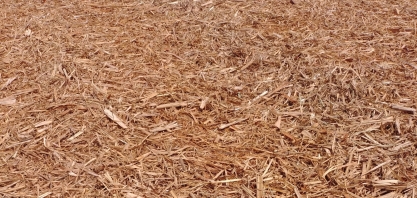 Remoção da palha é opção para reduzir risco de prejuízos financeiros