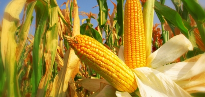 Novos mísseis de cruzeiro da Marinha dos EUA serão movidos a etanol à base de milho