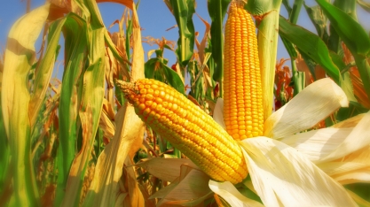 Novos mísseis de cruzeiro da Marinha dos EUA serão movidos a etanol à base de milho