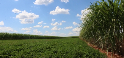 Prática de plantio de cana pelo sistema de Meiosi e MPB exige planejamento com bastante antecedência
