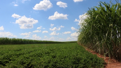 Prática de plantio de cana pelo sistema de Meiosi e MPB exige planejamento com bastante antecedência