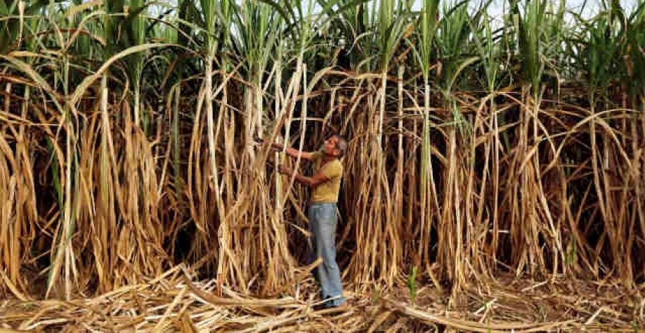 Índia ainda leva vantagem nas exportações de açúcar de cana à China (Imagem: REUTERS/Amit Dave)