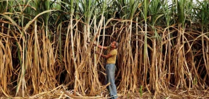 Paraná volta a produzir mais açúcar e alcopar reconhece que fim da barreira chinesa tem alcance limitado