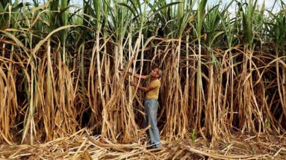 Paraná volta a produzir mais açúcar e alcopar reconhece que fim da barreira chinesa tem alcance limitado