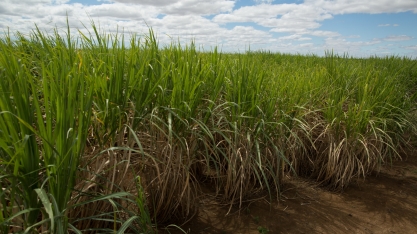 Goiás deve registrar mais de 75,78 milhões de toneladas de cana-de-açúcar na safra 2020/21