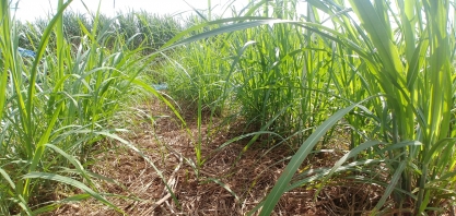 As razões para cuidar bem da cana-soca
