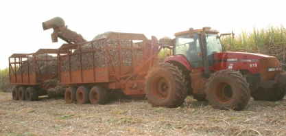 Realizar o corte no ponto certo da maturação da cana contribui para aumento da ATR