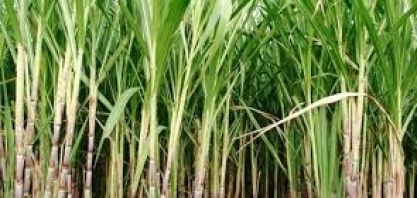Homens armados rendem vigilante e fogem com veículos de usina de cana-de-açúcar em área rural de Umuarama
