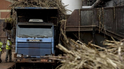 Sindaçúcar-AL: safra 19/20 segue com 16,8 mi de toneladas de cana processadas