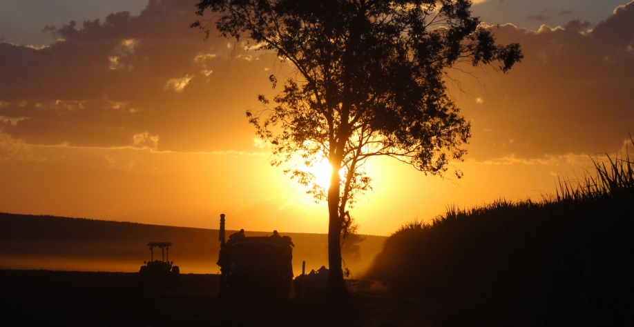 Plantio de cana ao anoitecer na Agrícola Rio Claro: muito carinho com a lavoura. Crédito foto: Luiz Carlos Dalben