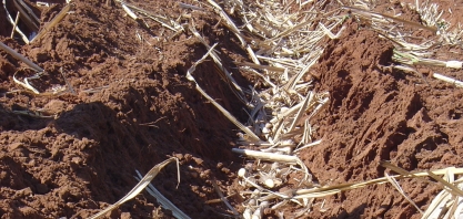 Canavial produtivo por muitos cortes começa pelo plantio