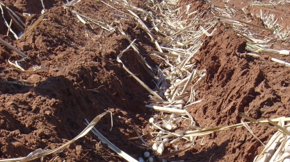 Canavial produtivo por muitos cortes começa pelo plantio