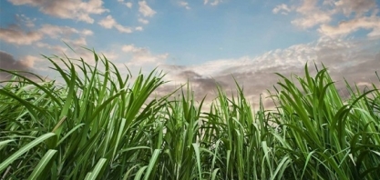 LNBR divulga 51ª edição do Boletim de Monitoramento da cana-de-açúcar em São Paulo e Goiás