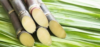 Sindaçucar-AL divulga dados consolidados da safra 19/20