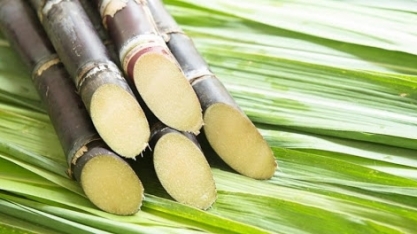 Sindaçucar-AL divulga dados consolidados da safra 19/20