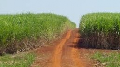 PIB agropecuário crescerá até 2,5%,diz Ipea