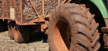 O que fazer para reduzir o pisoteio na soqueira da cana