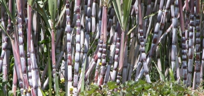Pesquisadores da Secretaria de Agricultura integram centro de pesquisa inovador da área de canavicultura no Brasil