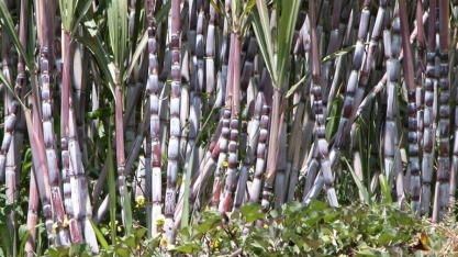 Pesquisadores da Secretaria de Agricultura integram centro de pesquisa inovador da área de canavicultura no Brasil