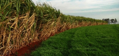 Uruguai quer diminuir entrada de brasileiros para colheita de cana-de-açúcar