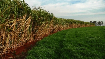 Uruguai quer diminuir entrada de brasileiros para colheita de cana-de-açúcar