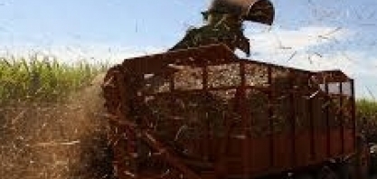 Moagem da cana em MG, em abril, é 34% maior que o período da safra passada