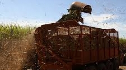 Moagem da cana em MG, em abril, é 34% maior que o período da safra passada