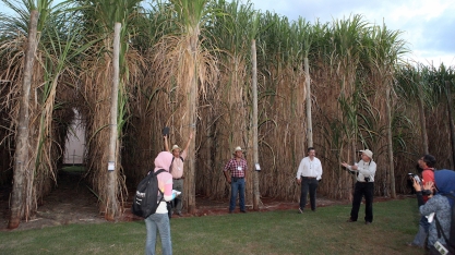 Centro de Pesquisa em Engenharia Fitossanidade em Cana-de-açúcar contará com equipe formada por 31 pesquisadores