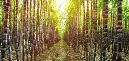 Mistura de enzimas mostrou alto desempenho para gerar etanol a partir de bagaço de cana