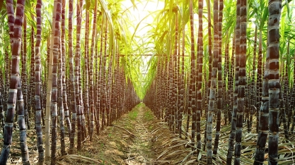 Mistura de enzimas mostrou alto desempenho para gerar etanol a partir de bagaço de cana