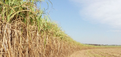 Presidente da Asplana destaca que safra 19/20 teve resultado positivo