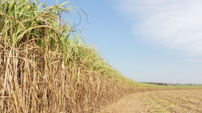 Presidente da Asplana destaca que safra 19/20 teve resultado positivo