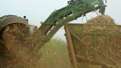 Safra da cana segue voltada ao açúcar e mostra novo aumento do etanol de milho