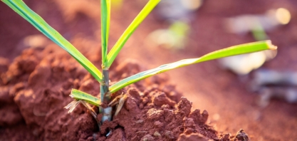 Opinião – bioenergia e bioeconomia: é preciso manter o rumo certo