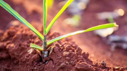 Opinião – bioenergia e bioeconomia: é preciso manter o rumo certo