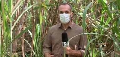 Piauí se torna o terceiro maior produtor de cana de açúcar do Nordeste