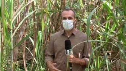 Piauí se torna o terceiro maior produtor de cana de açúcar do Nordeste