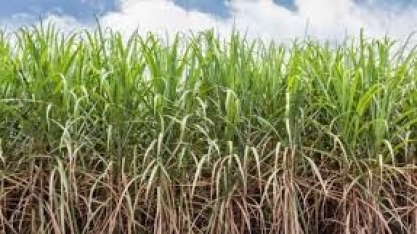 Mapa registra 22 defensivos agrícolas genéricos, incluindo produtos biológicos