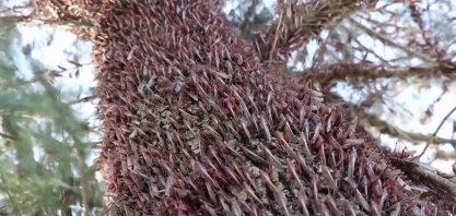 Praga de gafanhotos leva Ministério da Agricultura a declarar estado de emergência fitossanitária no RS e SC