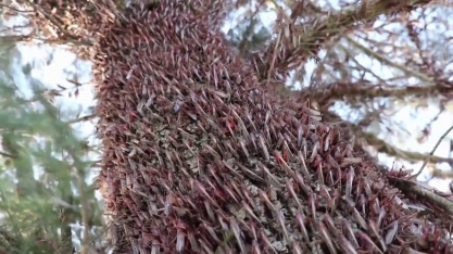 Praga de gafanhotos leva Ministério da Agricultura a declarar estado de emergência fitossanitária no RS e SC