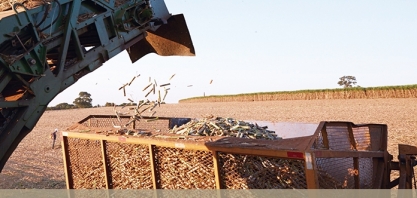 Chinesa Cofco ganha terreno no mercado de açúcar e etanol