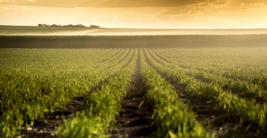 Canavial em uma das nove unidades da Atvos espalhadas em quatro estados. Crédito foto: Divulgação Atvos