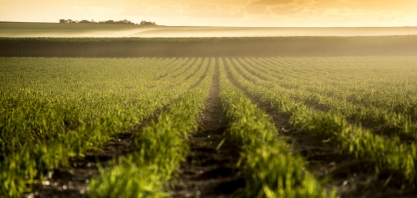 Atvos focará na expansão e renovação do canavial para atingir capacidade máxima de moagem