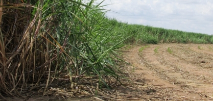 Safra 2020/21 no Centro-Sul, na primeira metade de junho, 47,11% da cana-de-açúcar foi destinada à produção de açúcar